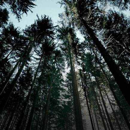 Introducing “Tree Correspondents” – Hyundai gives trees a voice