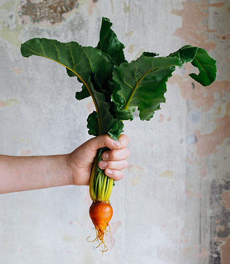 golden helios radish