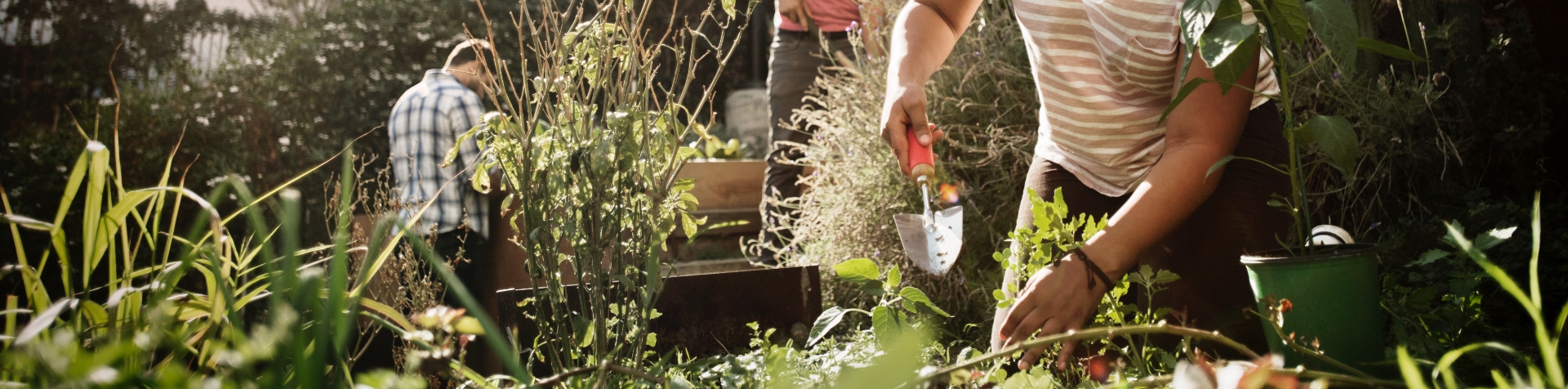 A person in a striped top holding a metal trowel planting vegetables in a community garden with two people working behind them. 