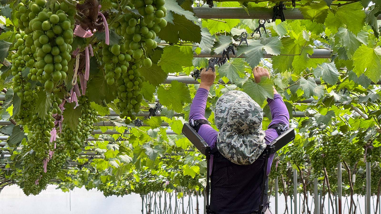 Hyundai Motor and Kia collaborate with Korea’s Rural Development Administration to revolutionize agricultural practices through wearable robot, X-ble Shoulder.